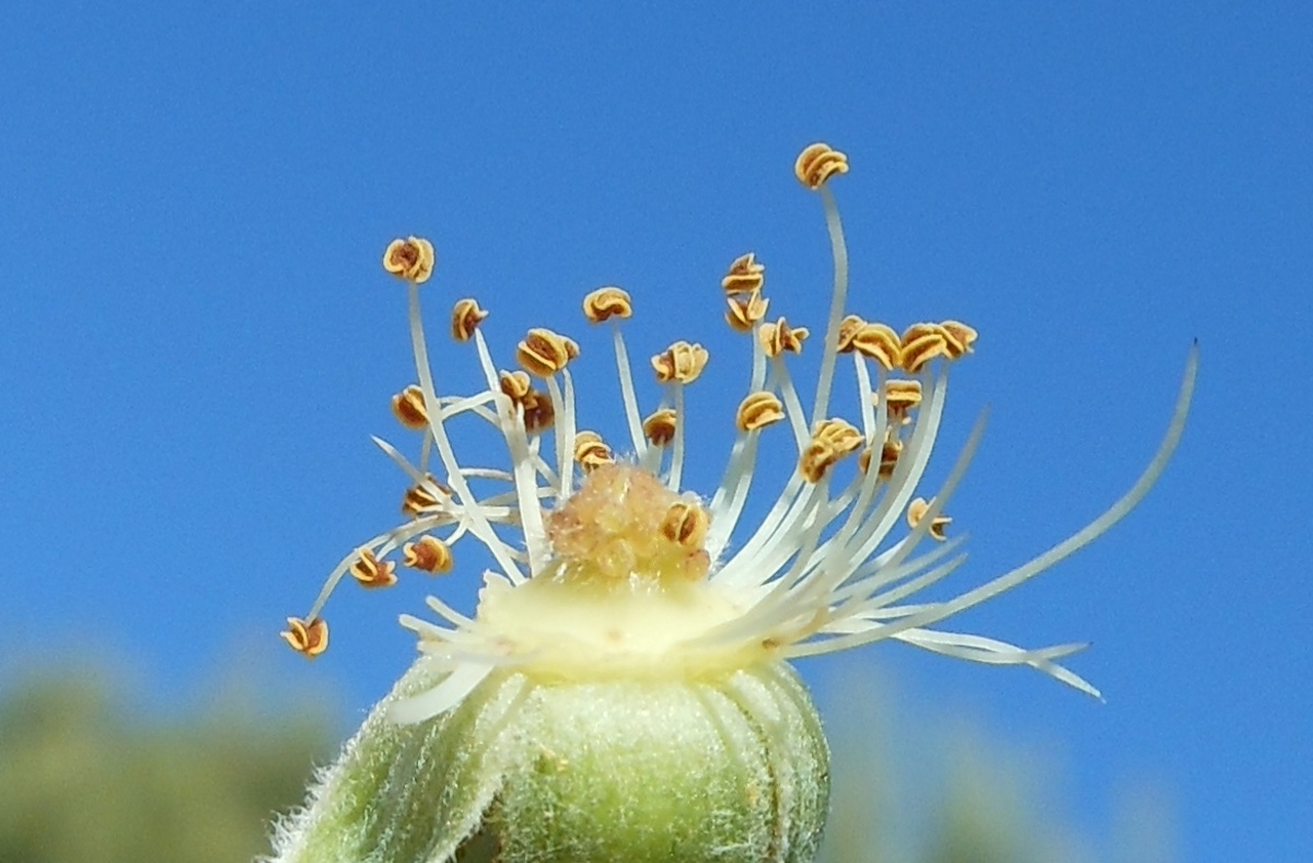 Rosa squarrosa / Rosa pustolosa